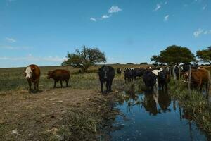 Farm pasture with cows photo