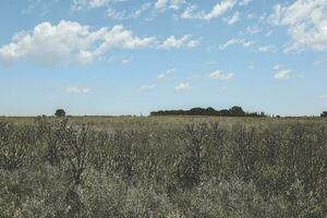 Scenic pasture view photo