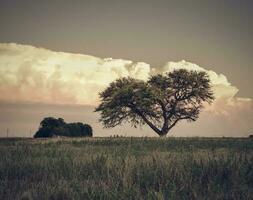 Scenic pasture view photo