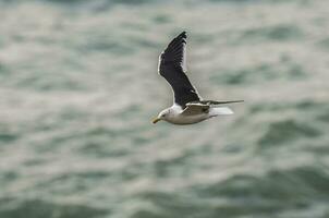 Solo seagull flying photo