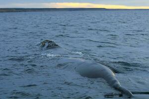 Big whale in the water photo