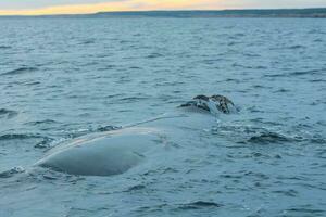 Big whale in the water photo