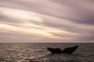 Big whale in the water photo