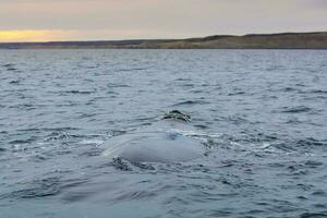 Big whale in the water photo