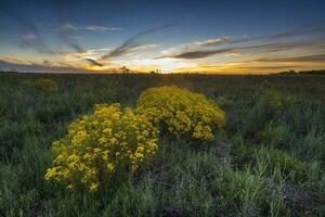 Argentinian vegetation Pampas view photo