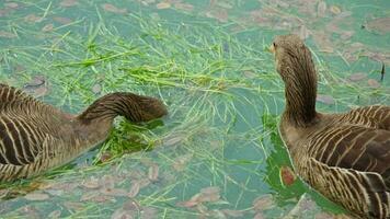 zwei Enten Schwimmen im ein heiter Teich video