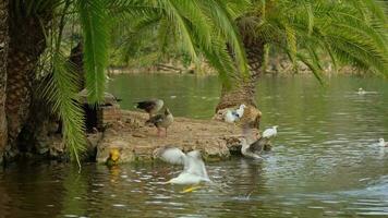 A group of birds perched on water video