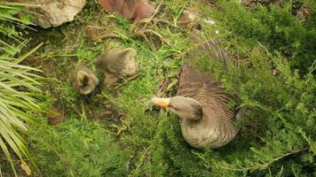 A mother duck and her adorable chicks in a lush green grassy field video