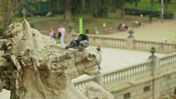 un' Piccione arroccato su un' statua nel un' tranquillo, calmo parco ambientazione video