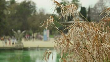 droog gras zwaaiend in de wind, park in de achtergrond video