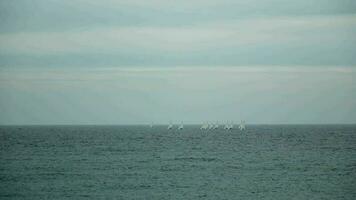 ein Gruppe von Segelboote Segeln im das wolkig Ozean video