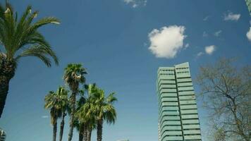 Modern skyscraper against a beautiful sky with palm trees in the foreground video