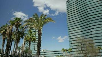 A city skyline with palm trees in the foreground video