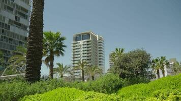 Two skyscrapers towering over a lush landscape of palm trees video