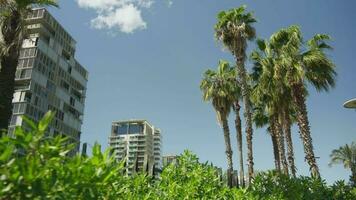 Palm trees and a building in the background video