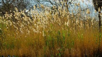 A picturesque field of tall grass with majestic trees in the background video