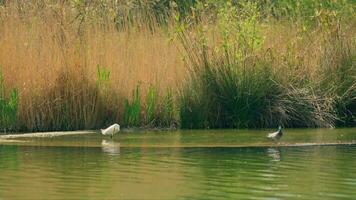 A bird perched on a log in a tranquil water setting video