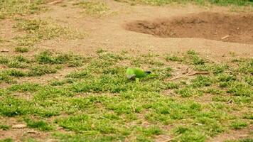 en vibrerande grön fågel uppflugen på en frodig grön fält video