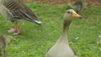 Ducks standing on a lush green field video