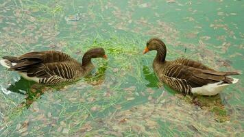 A pair of ducks gracefully perched on a tranquil water surface video