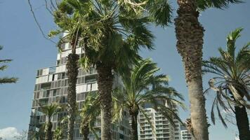 A modern skyscraper framed by lush palm trees video