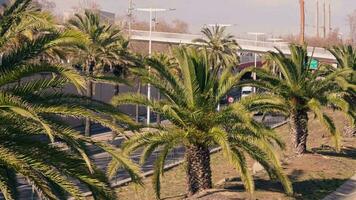 A picturesque row of palm trees along a scenic road video
