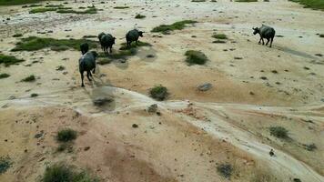 A herd of buffaloes walking across a dry grass covered field video