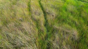 A field of tall grass at wetland. Aerial view video