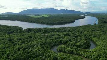Aerial view of the lush and expansive mangrove swamps in Sungai Merbok, Kedah, Malaysia video