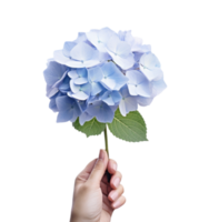 Hand holding a blue hydrangea flower png