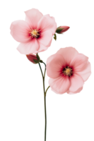 Cute pink flowers isolated png