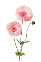 Cute pink flowers isolated png