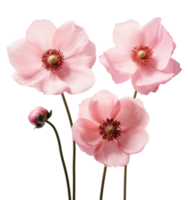 Cute pink flowers isolated png