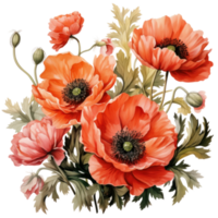 Watercolor poppy flowers background png