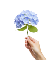 Hand holding a blue hydrangea flower png