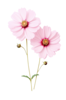 Cute pink flowers isolated png