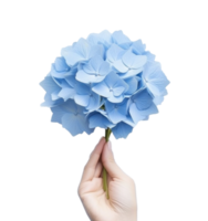 Hand holding a blue hydrangea flower png