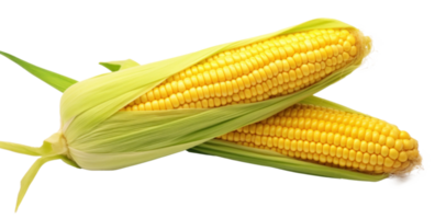 Corn with leaves and earns isolated png