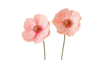 Cute pink flowers isolated png