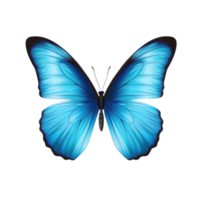 Blue butterfly isolated png