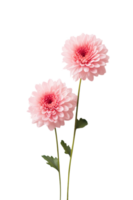 Cute pink flowers isolated png