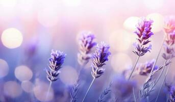 Lavender flowers natural background photo