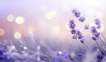 Lavender flowers natural background photo