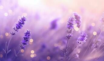 Lavender flowers natural background photo