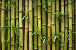 Natural Green Bamboo Texture or Pattern Background, photo