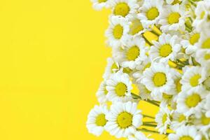 Bunch of chamomiles on right side on bright yellow background with copy space. Small chrysanthemums look like daisies. Greeting card for summer holidays. photo