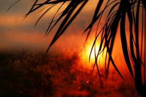Silhouette of palm leaf in sunset light. Blurred bokeh background of wet window glass and shape of sun. Dark abstract backdrop with copy space for summer vacation, holidays, travel, tourism. photo
