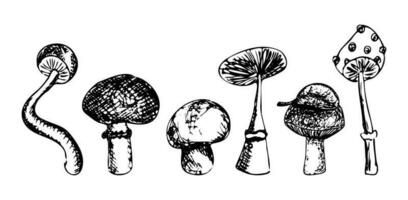 Mushrooms hand drawn sketch set vector illustration