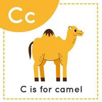 aprendizaje Inglés alfabeto para niños. letra C. linda dibujos animados camello. vector
