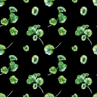 Centella asiatica, geranium watercolor seamless pattern isolated on black. Pennywort, gotu kola, rounded leaves, herbal plants hand drawn. Design for package, label, wrapping, textile, background